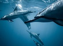 意甲-图拉姆邓弗里斯各入2球 国米4-3逆转科莫